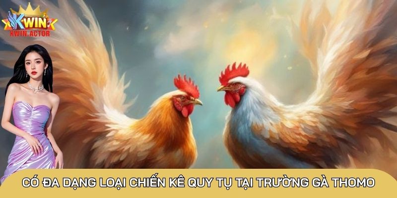 Đá gà trực tiếp Thomo có sức hút đặc biệt