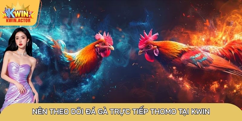 Nên theo dõi đá gà trực tiếp Thomo tại Kwin